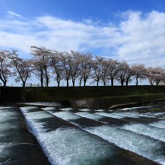 雪解け水が流れ込む草野川岸に咲く桜