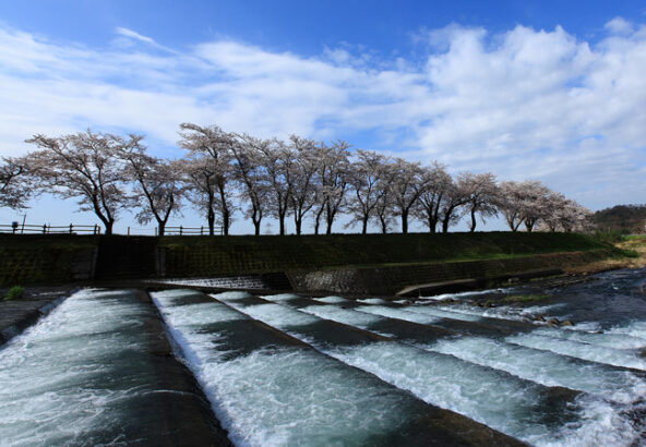 雪解け水が流れ込む草野川岸に咲く桜