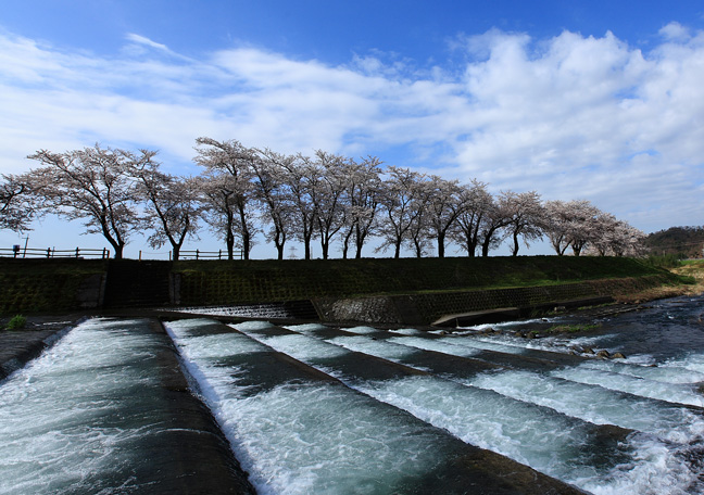 雪解け水が流れ込む草野川岸に咲く桜