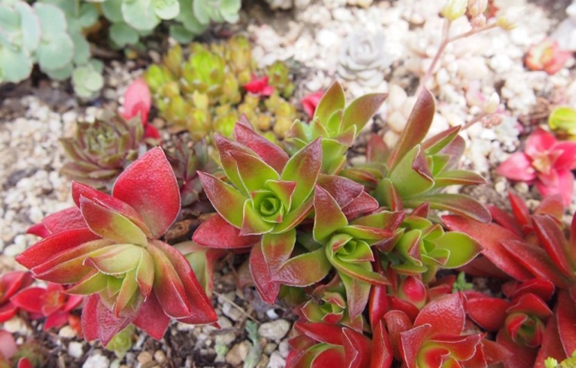 モルタルデコレッスン用の多肉植物