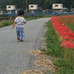 彼岸花の柵道を歩く子供