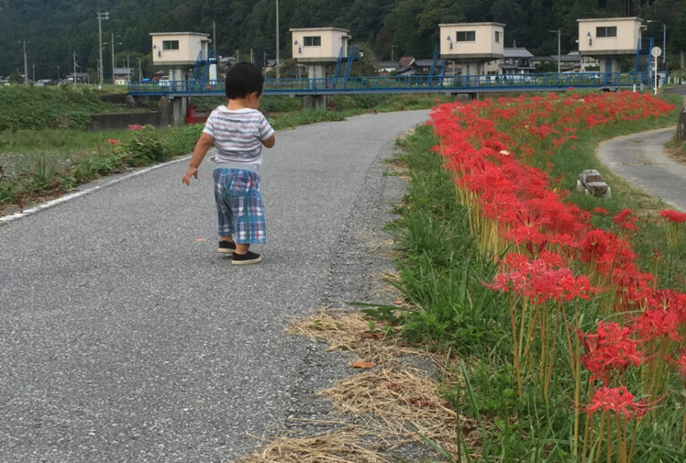 彼岸花の柵道を歩く子供