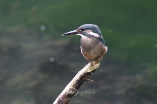 木の枝に留まるカワセミ