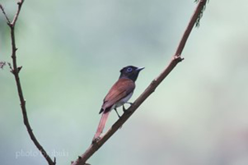 木の枝に留まるサンコウチョウ