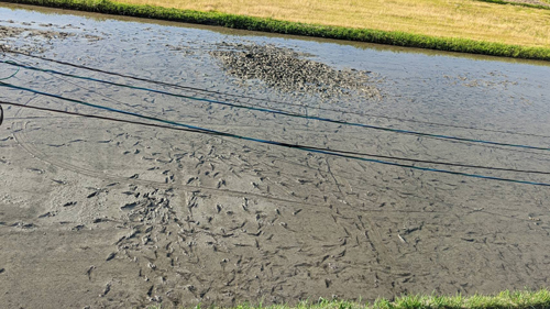 田んぼで泥んこ遊びを楽しんだ後の会場。足跡が魚群に見える。