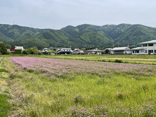 レンゲ花畑のイベント開催場所の田んぼ