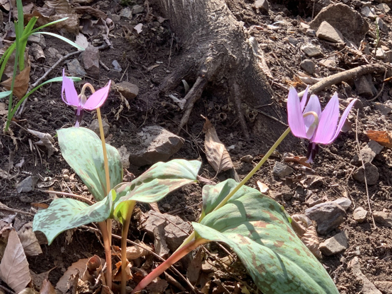 雑木林に咲くカタクリの花