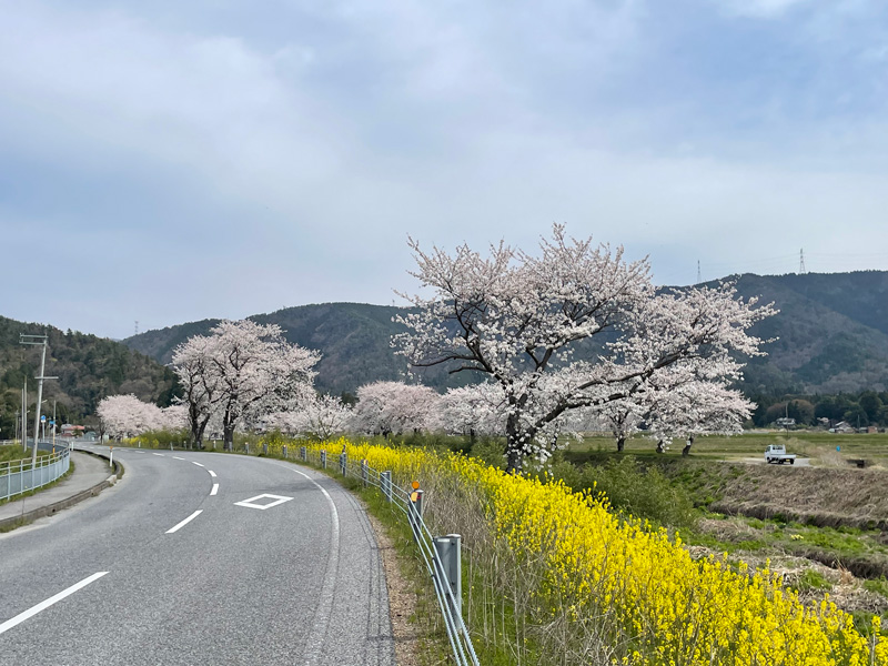 草野川沿いの桜並木