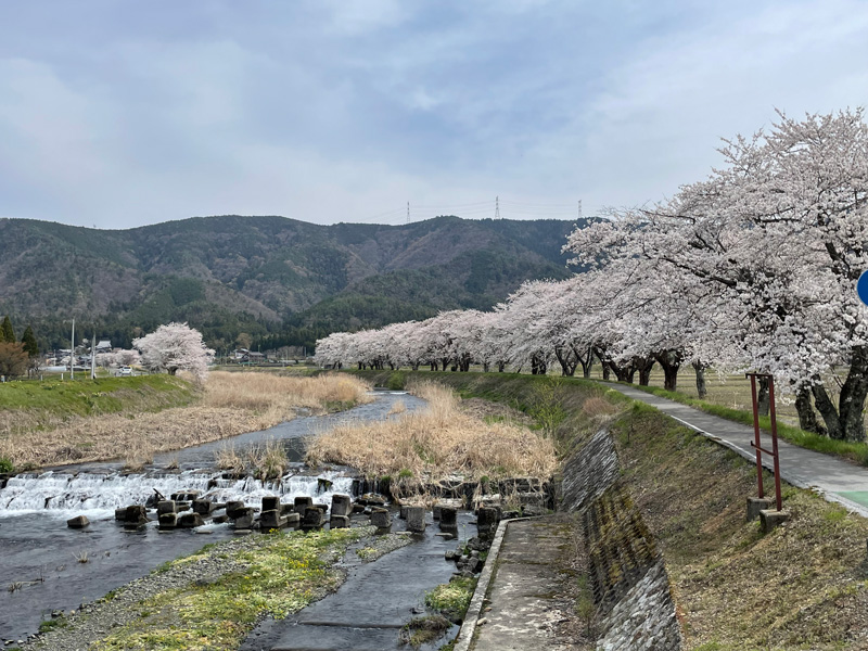 草野川沿いの桜並木