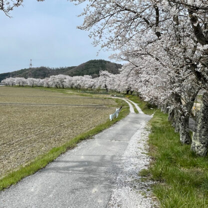 草野川沿いの当目堤