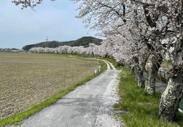 草野川沿いの当目堤