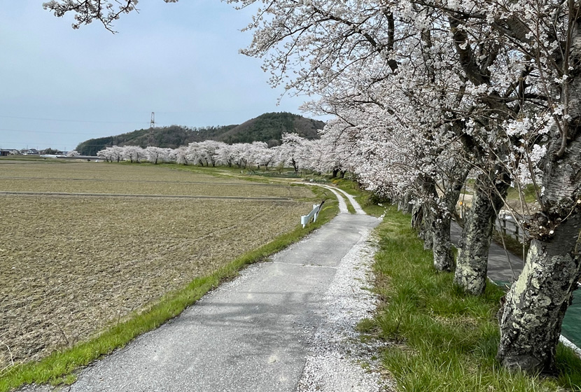 草野川沿いの当目堤