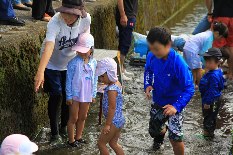 水路に放たれて鮎を探す子ども達