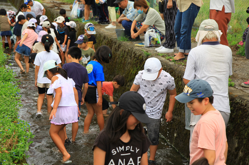 水路に放たれた鮎を捕まえようとする子ども達