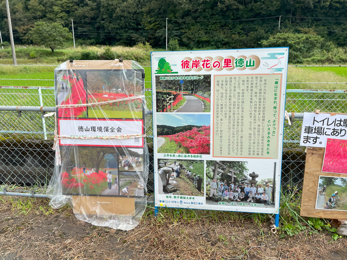 彼岸花の里を紹介する看板