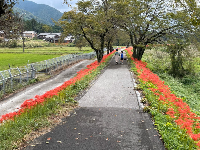 土手いっぱいに咲く彼岸花