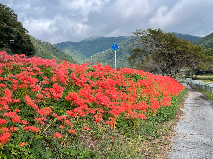 土手いっぱいに咲く彼岸花