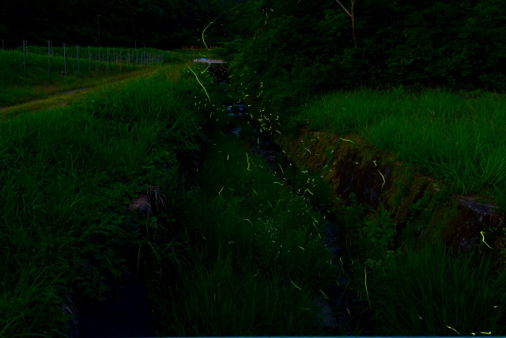ほたる鑑賞会で理想のほたる