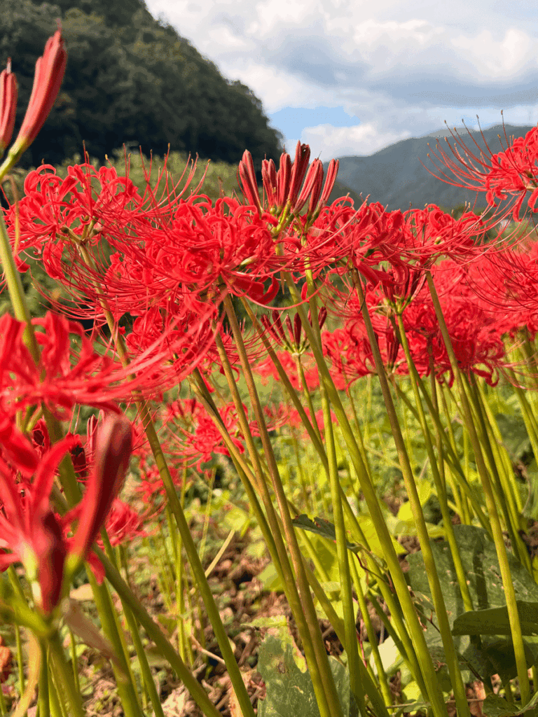 堤防に咲く開花した彼岸花
