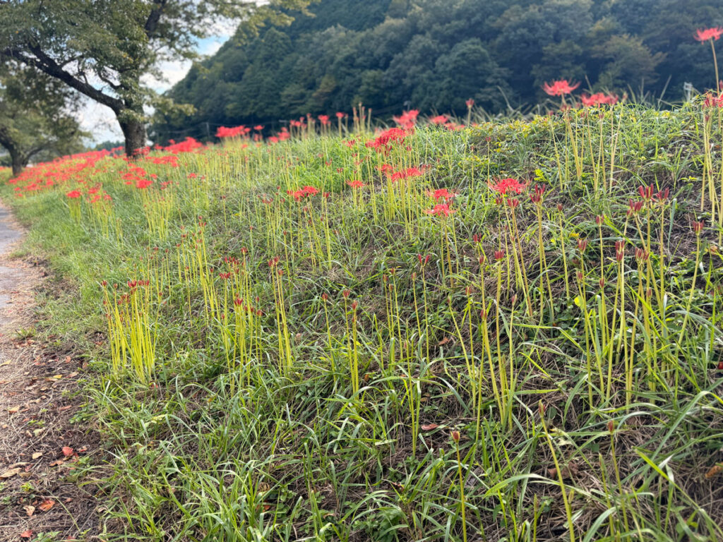 堤防に咲く開花した彼岸花と蕾状態の彼岸花