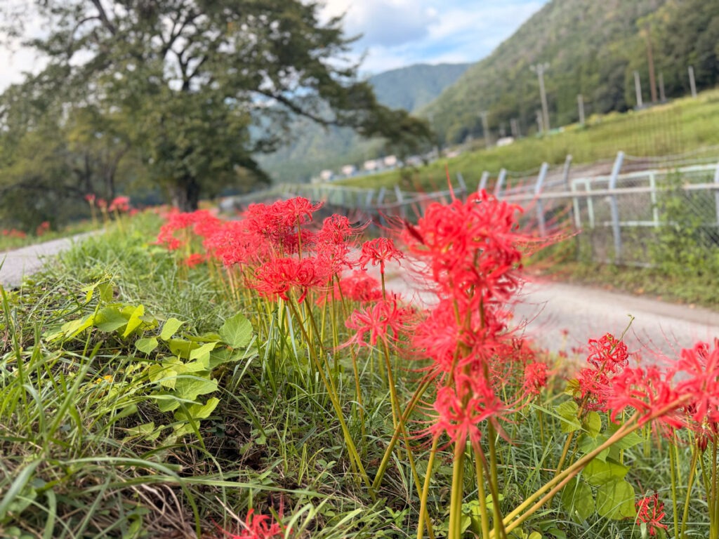 堤防に咲く開花した彼岸花