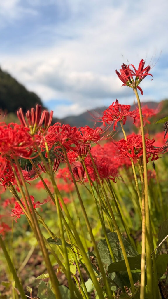開花した彼岸花