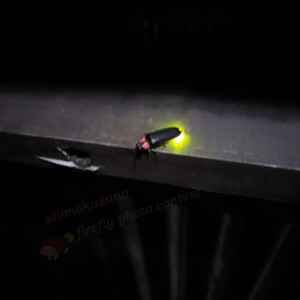 10番の応募者のほたる(大門町地内)