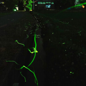 2番の応募者のほたる(西主計町地内)