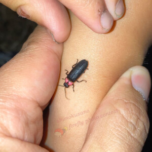 3番の応募者のほたる(南郷町地内)