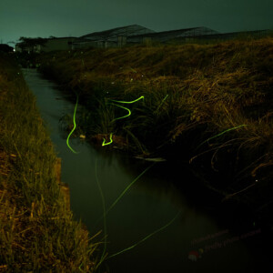 5番の応募者のほたる(三田町地内)