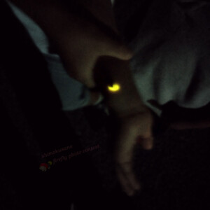 6番の応募者のほたる(大門町地内)