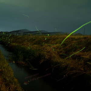 7番の応募者のほたる(三田町地内)