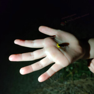 8番の応募者のほたる(南郷里町地内)