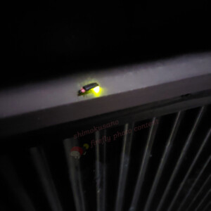 9番の応募者のほたる(大門町地内)